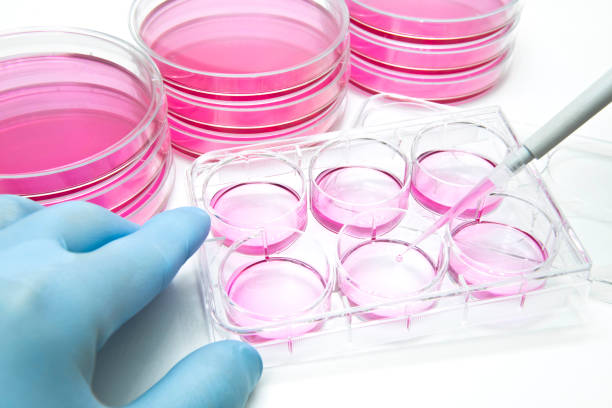 IVF laboratory